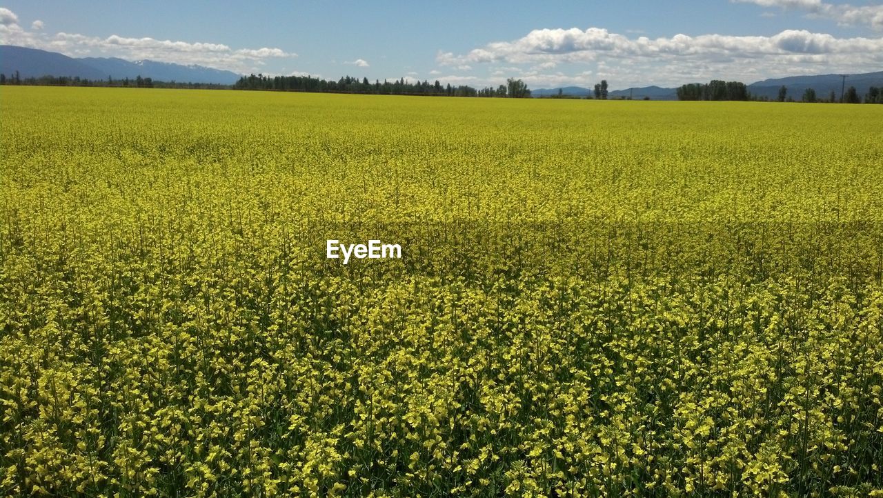 Canola field against sky with clouds