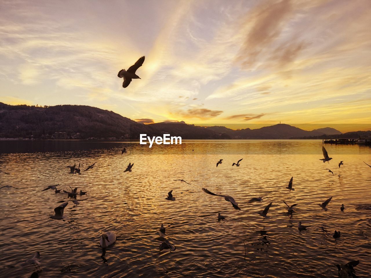 silhouette bird flying over lake during sunset