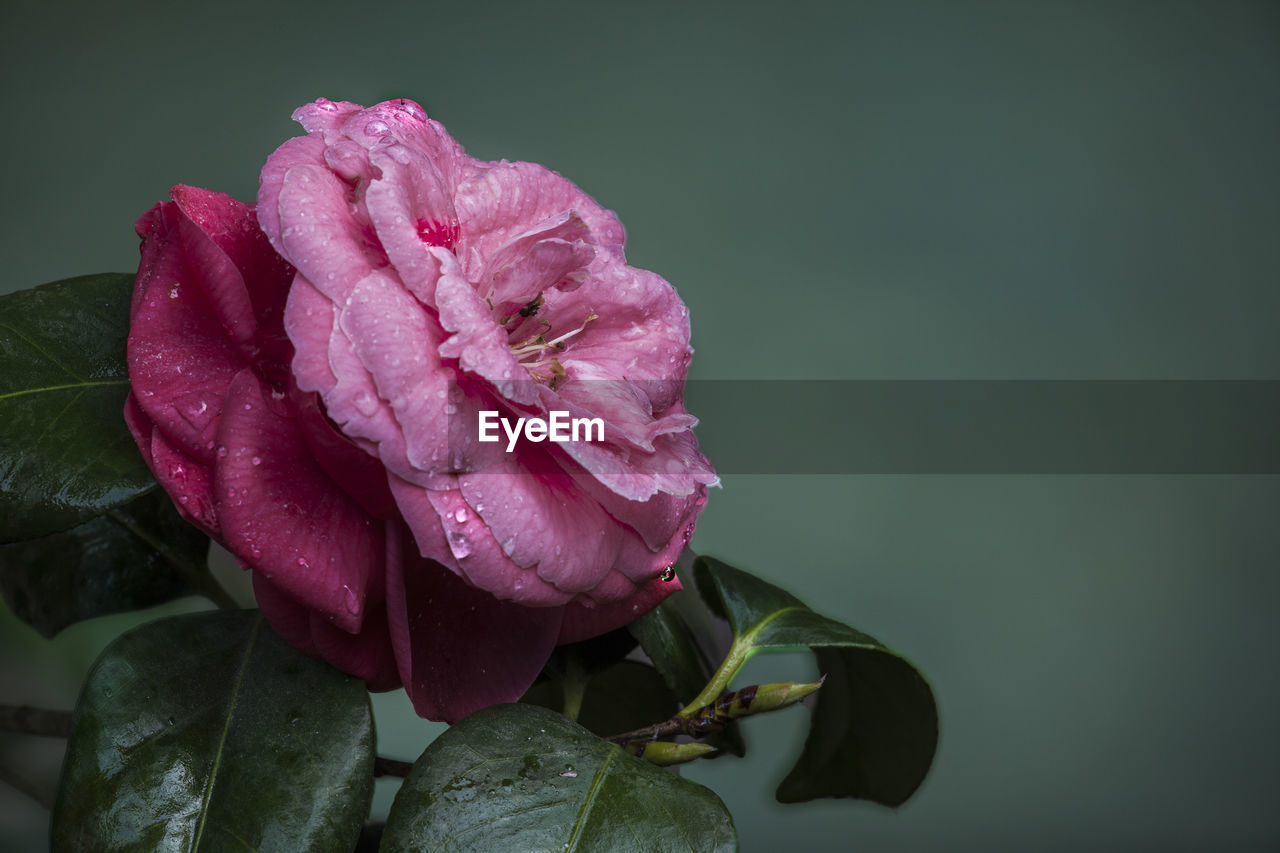 Close-up of wet pink camellia