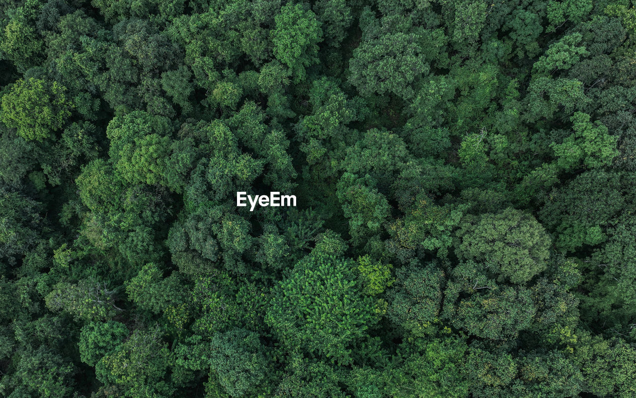 Aerial top view of green trees in forest. drone view of dense green tree captures co2. green tree