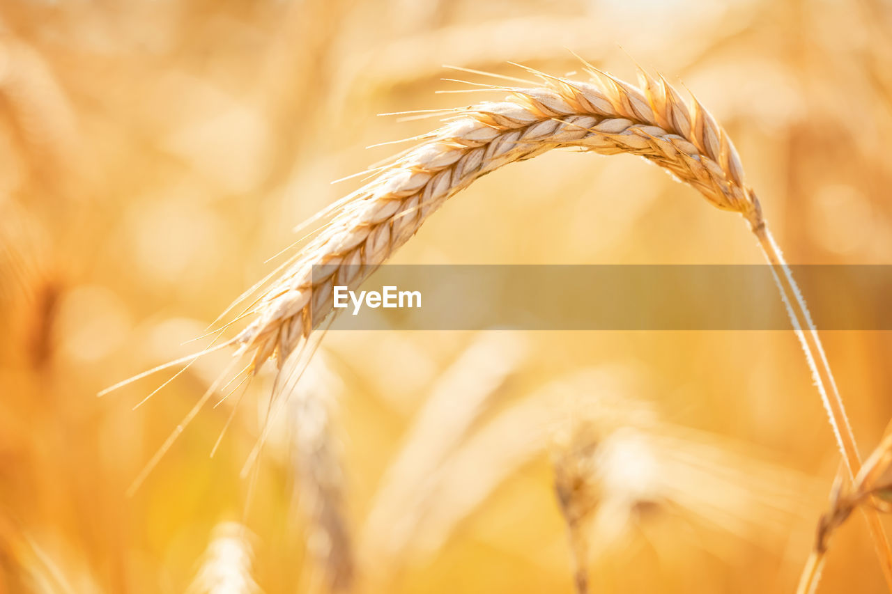 close-up of wheat growing in field