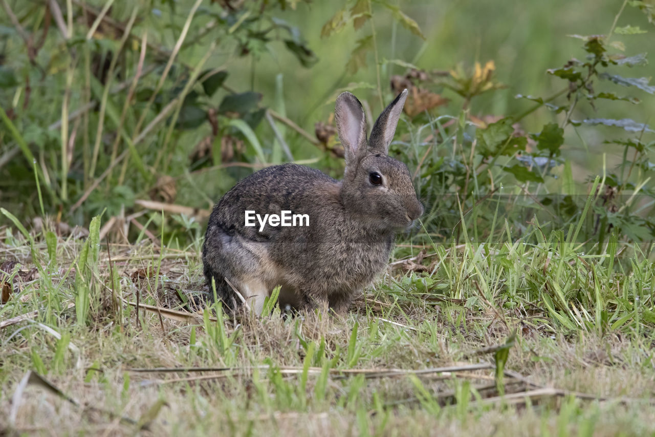 A beautiful wild rabbit