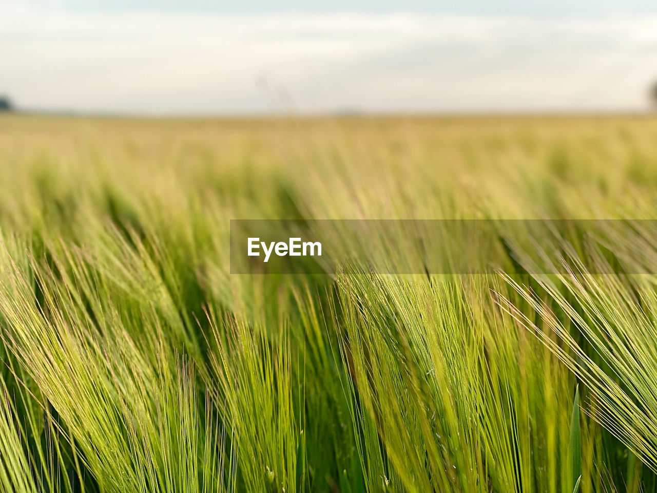 landscape, agriculture, field, plant, rural scene, cereal plant, crop, land, growth, sky, environment, barley, nature, farm, green, food, beauty in nature, grassland, wheat, paddy field, no people, scenics - nature, cloud, grass, tranquility, focus on foreground, day, outdoors, rye, tranquil scene, prairie, horizon, food grain, summer, food and drink, idyllic, horizon over land, close-up