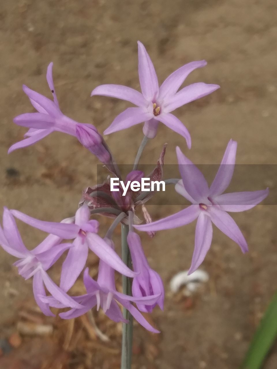 CLOSE-UP OF PURPLE FLOWERING PLANTS