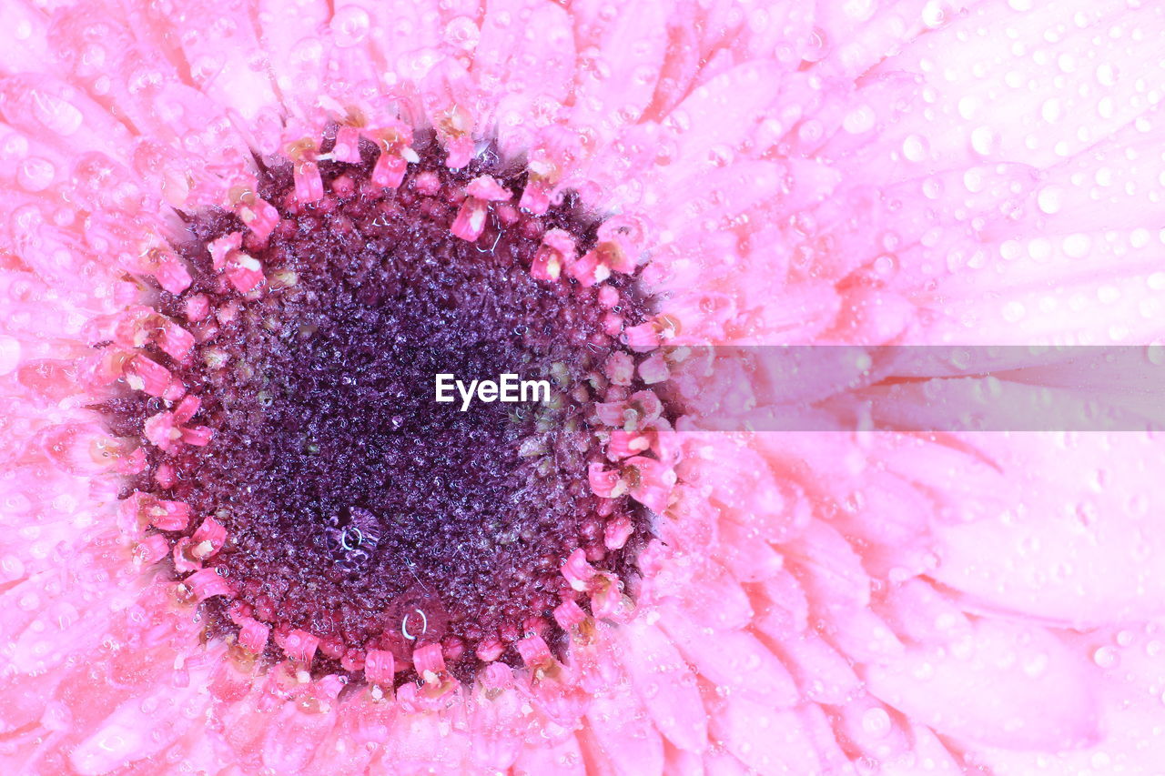 FULL FRAME SHOT OF PINK FLOWER