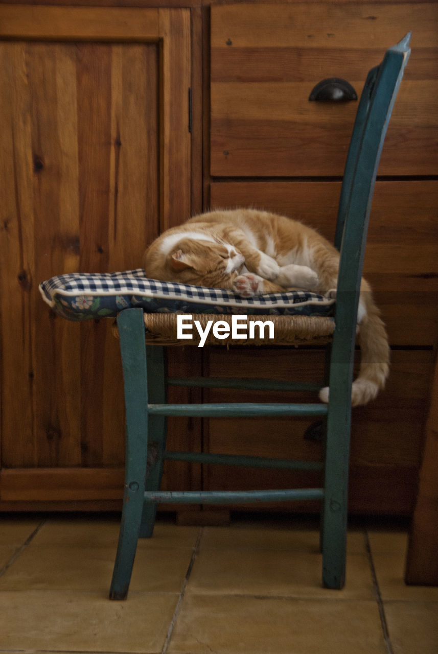 Cat sleeping on chair