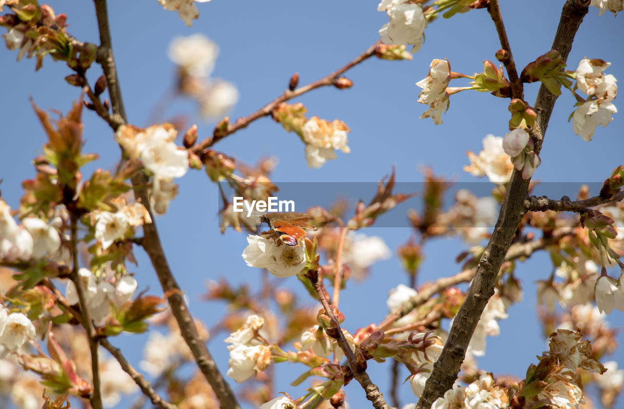 LOW ANGLE VIEW OF A CHERRY BLOSSOM
