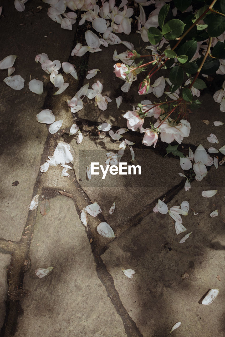 High angle view of petals of roses by footpath in the city