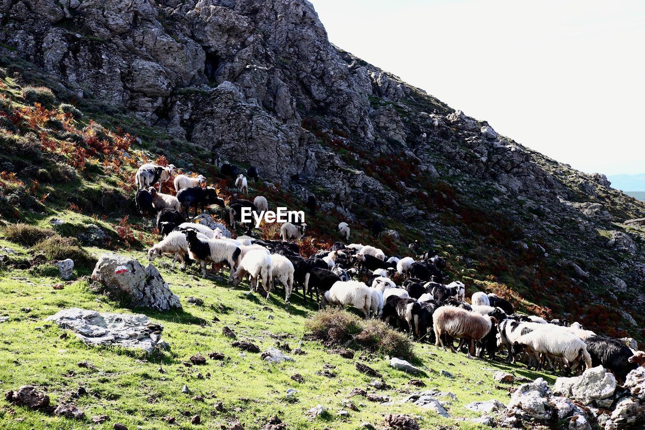 Sardinian sheep grazing in the gennargentu mountains