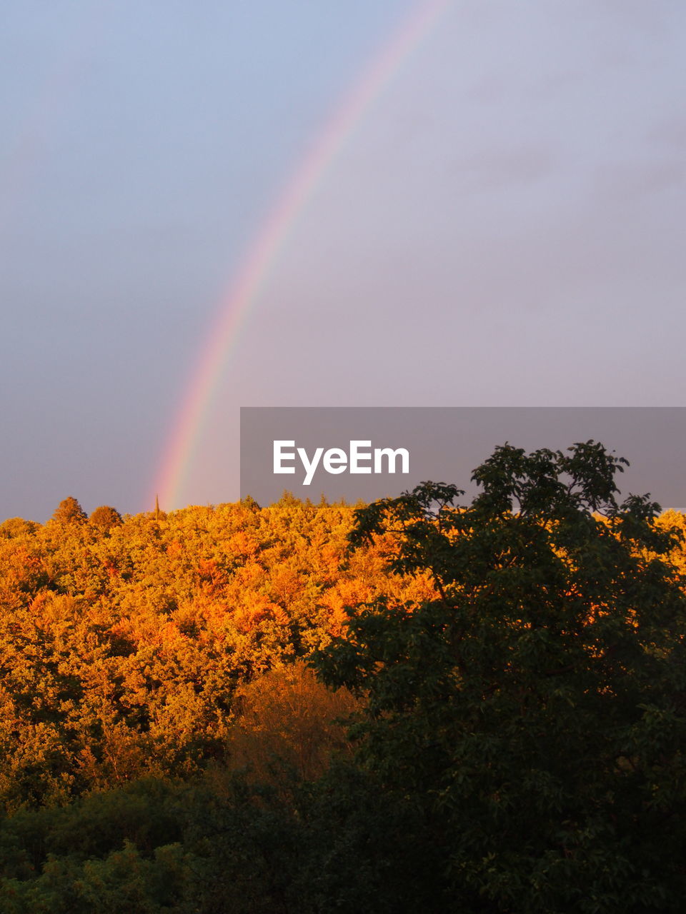 LOW ANGLE VIEW OF RAINBOW OVER TREES AND MOUNTAIN AGAINST SKY