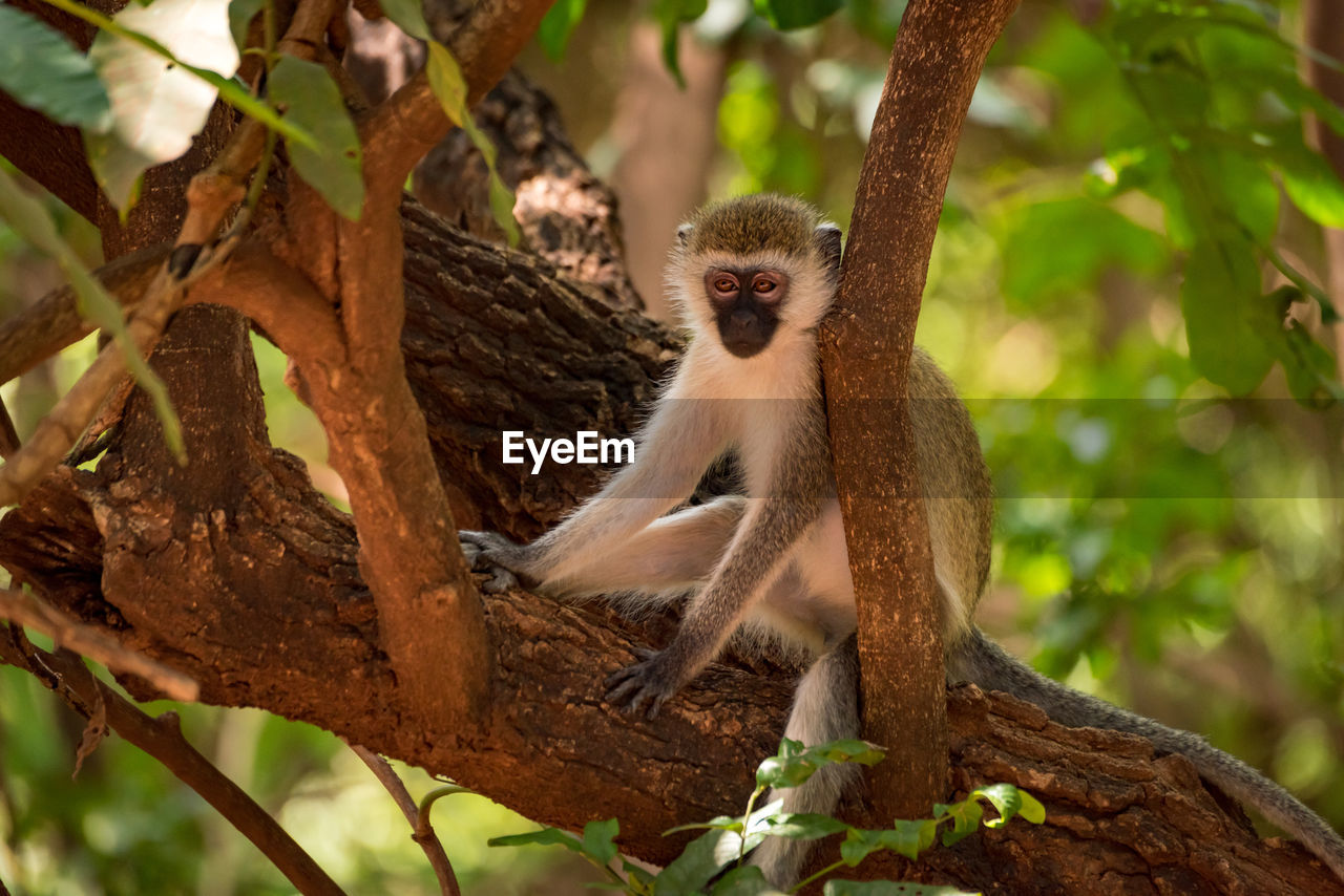 Low angle portrait of monkey sitting on tree