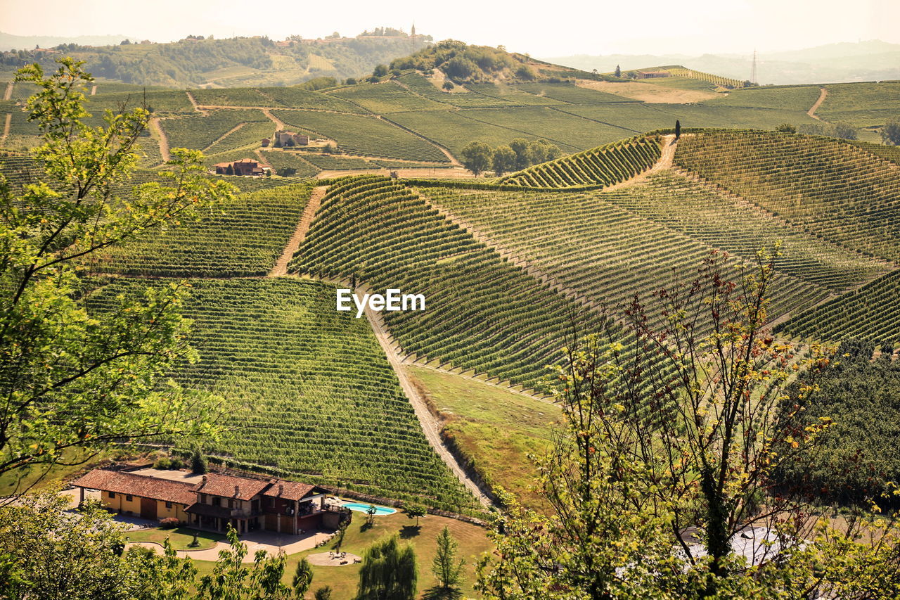 Scenic view vineyards in tuscany