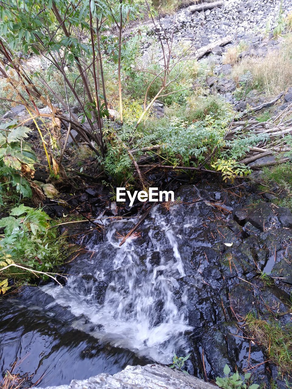 SCENIC VIEW OF RIVER FLOWING THROUGH FOREST