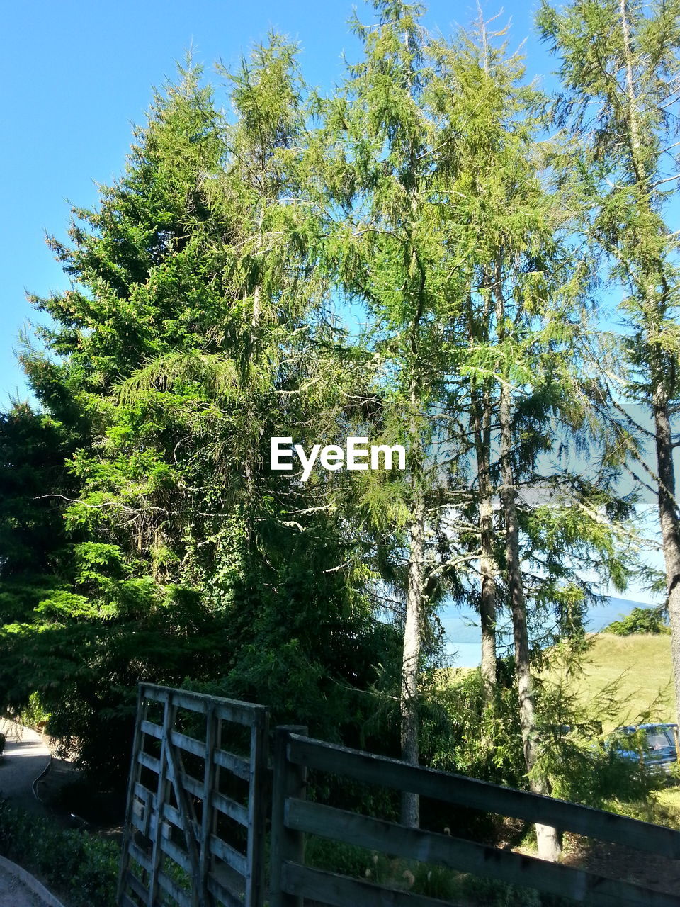 Low angle view of trees against clear sky