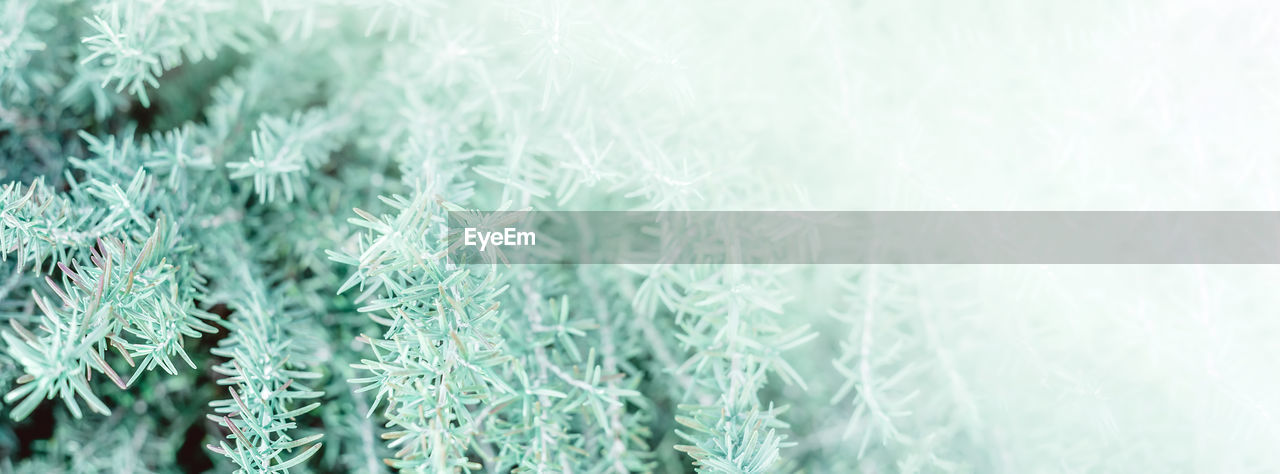 CLOSE-UP OF FROZEN PLANTS DURING WINTER