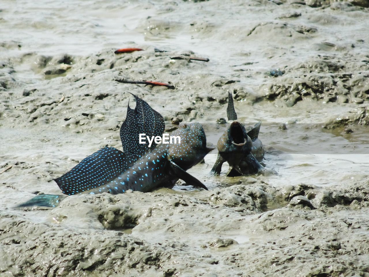 VIEW OF CRAB ON SAND