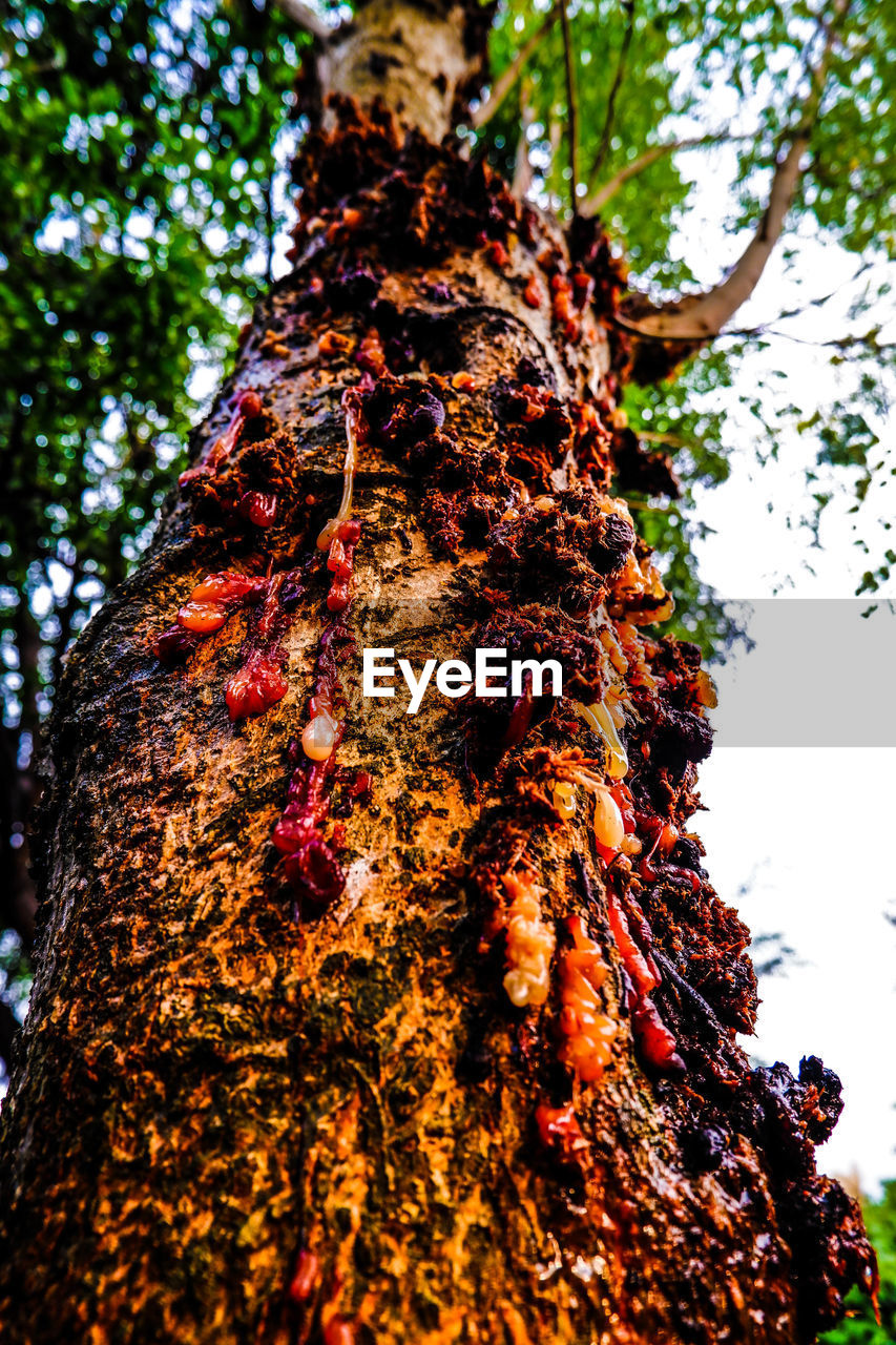 LOW ANGLE VIEW OF LICHEN ON TREE TRUNK