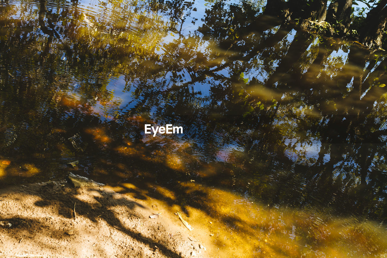 FULL FRAME SHOT OF TREES AGAINST SKY