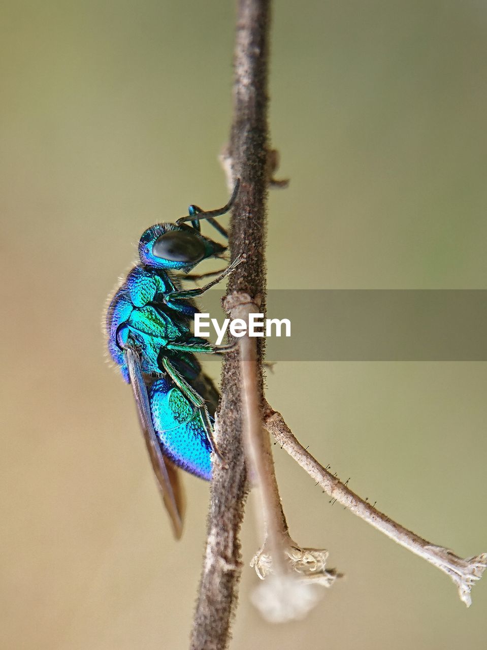 Rainbow color bees, rare bees, chameleon bees
