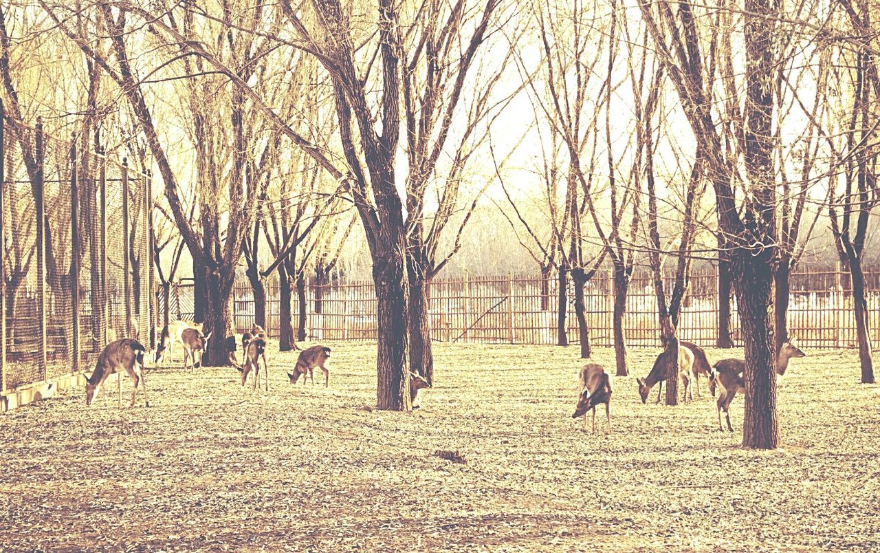 VIEW OF HORSES ON BARE TREE