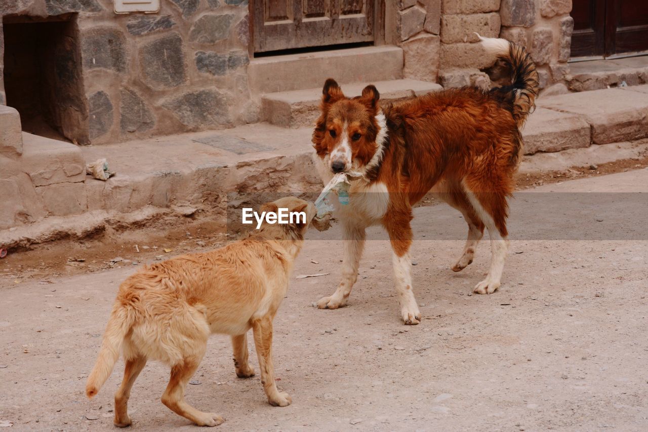 View of dog standing in front of built structure