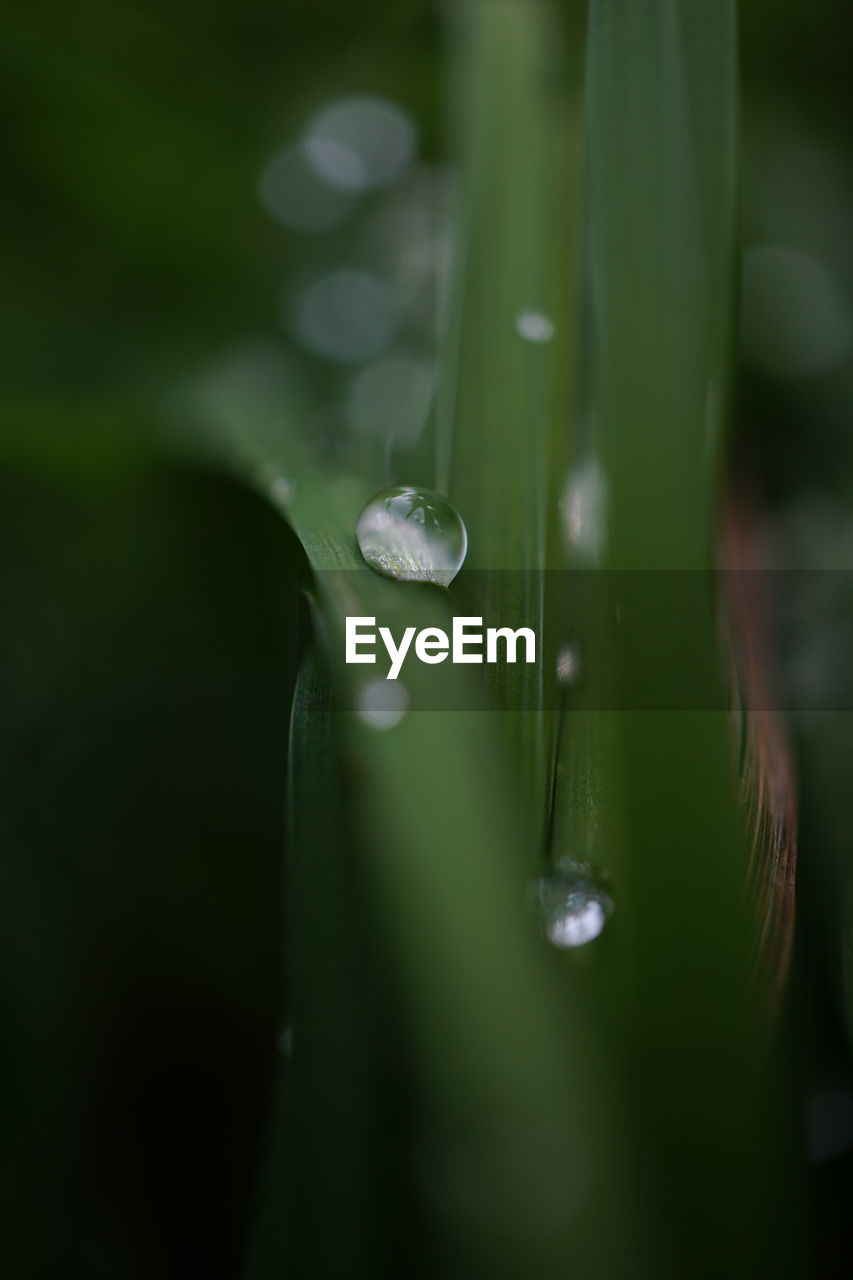 water, green, drop, plant, nature, freshness, close-up, wet, beauty in nature, macro photography, purity, fragility, plant part, selective focus, no people, leaf, dew, growth, moisture, flower, tranquility, outdoors, rain, reflection, day, macro, environment, petal, plant stem, grass, flowering plant, focus on foreground