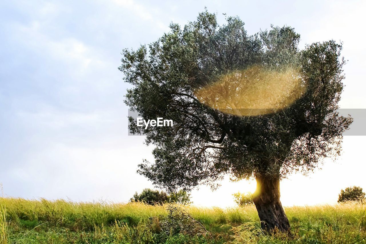 LOW ANGLE VIEW OF TREE AGAINST SKY