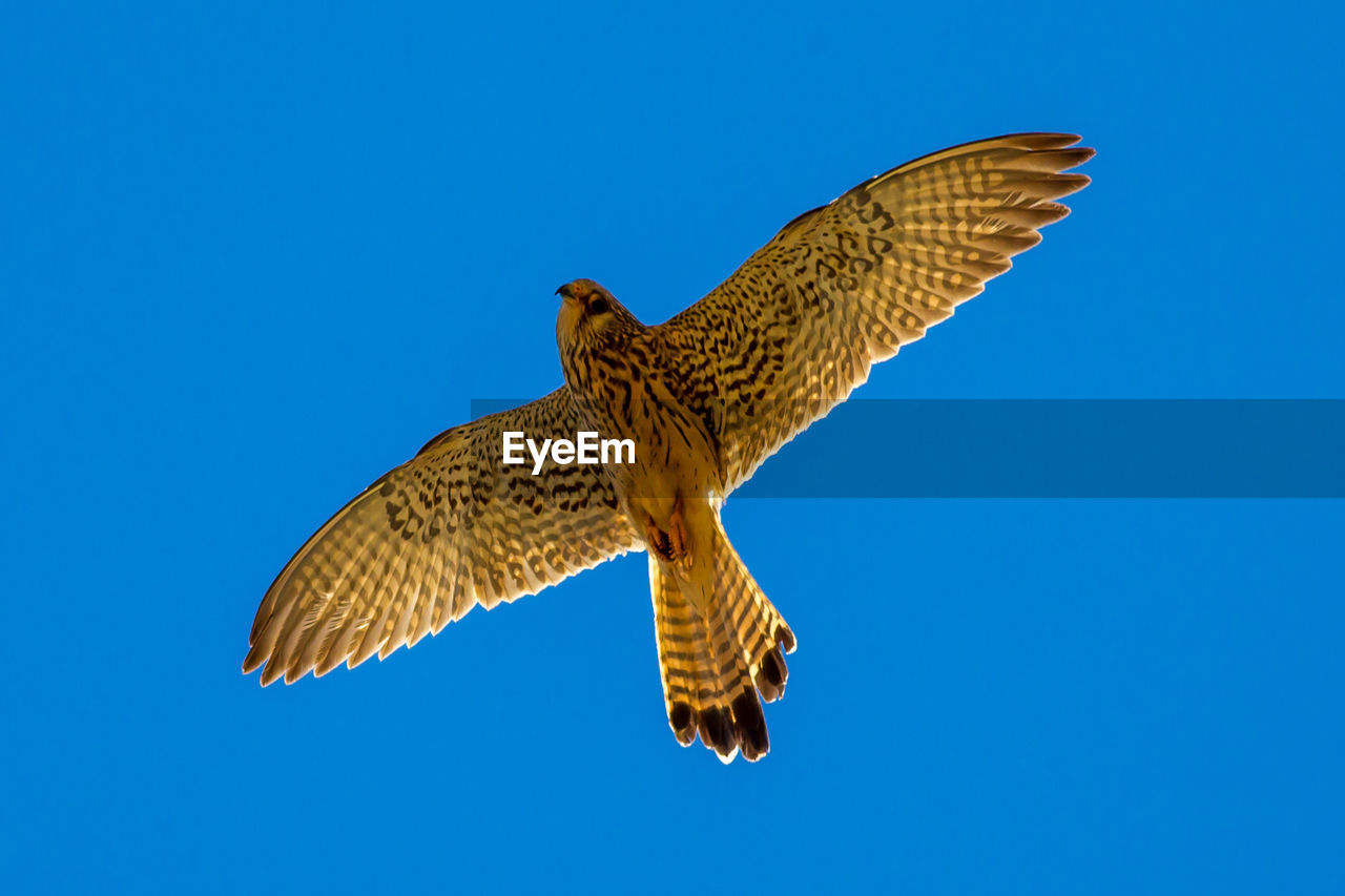 Low angle view of kestrel flying against clear sky