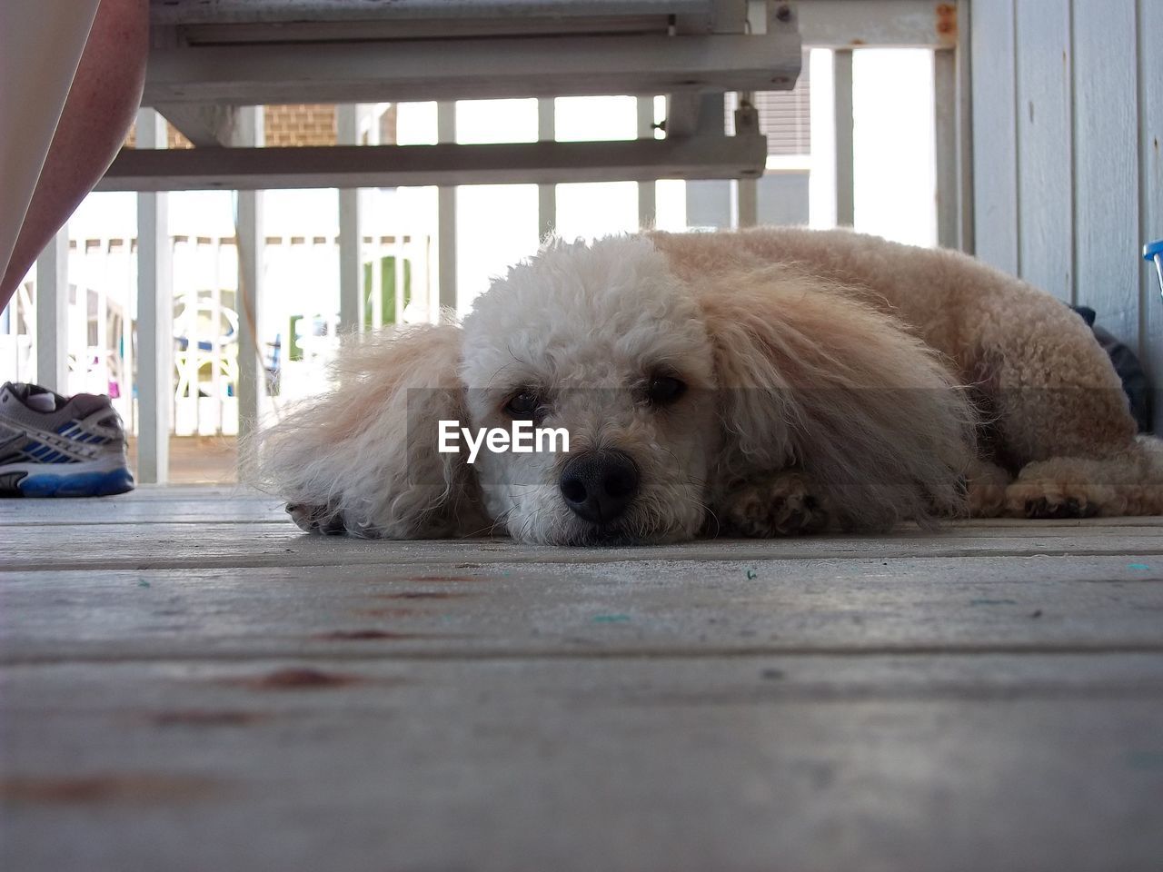 Portrait of dog resting on porch