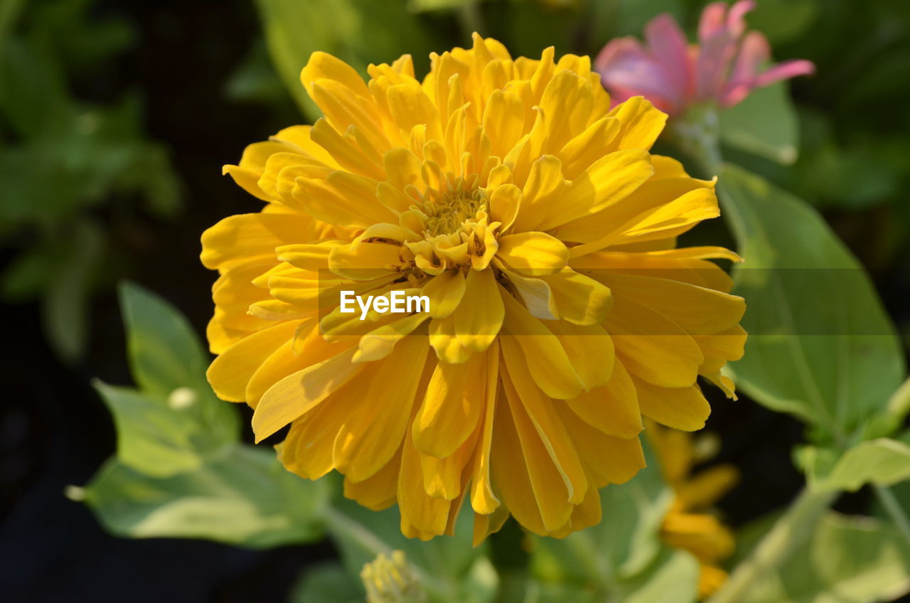 Close-up of yellow flowering plant in park