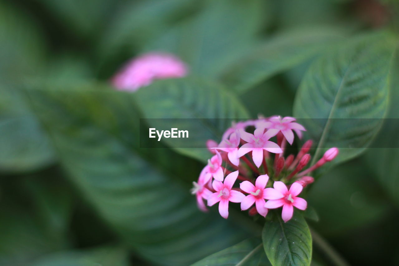 CLOSE-UP OF PINK FLOWER