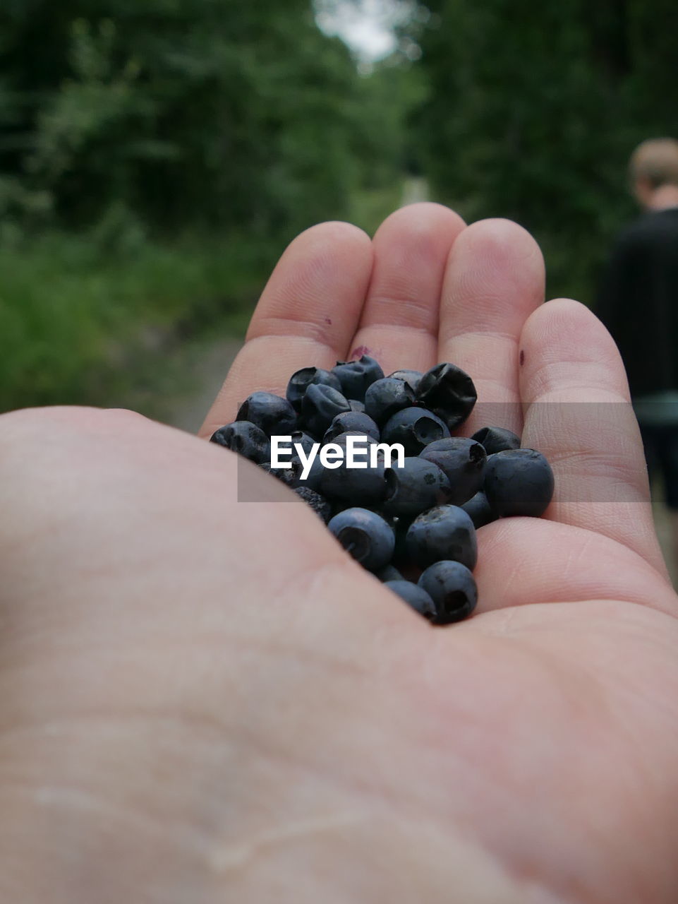 Close-up of hand holding blueberries