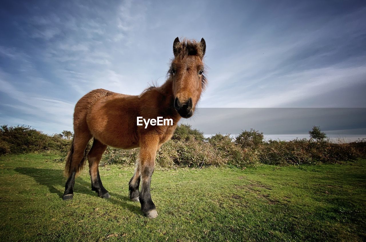 HORSE STANDING ON FIELD