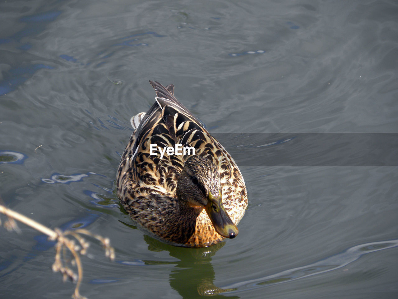 HIGH ANGLE VIEW OF A DUCK IN LAKE