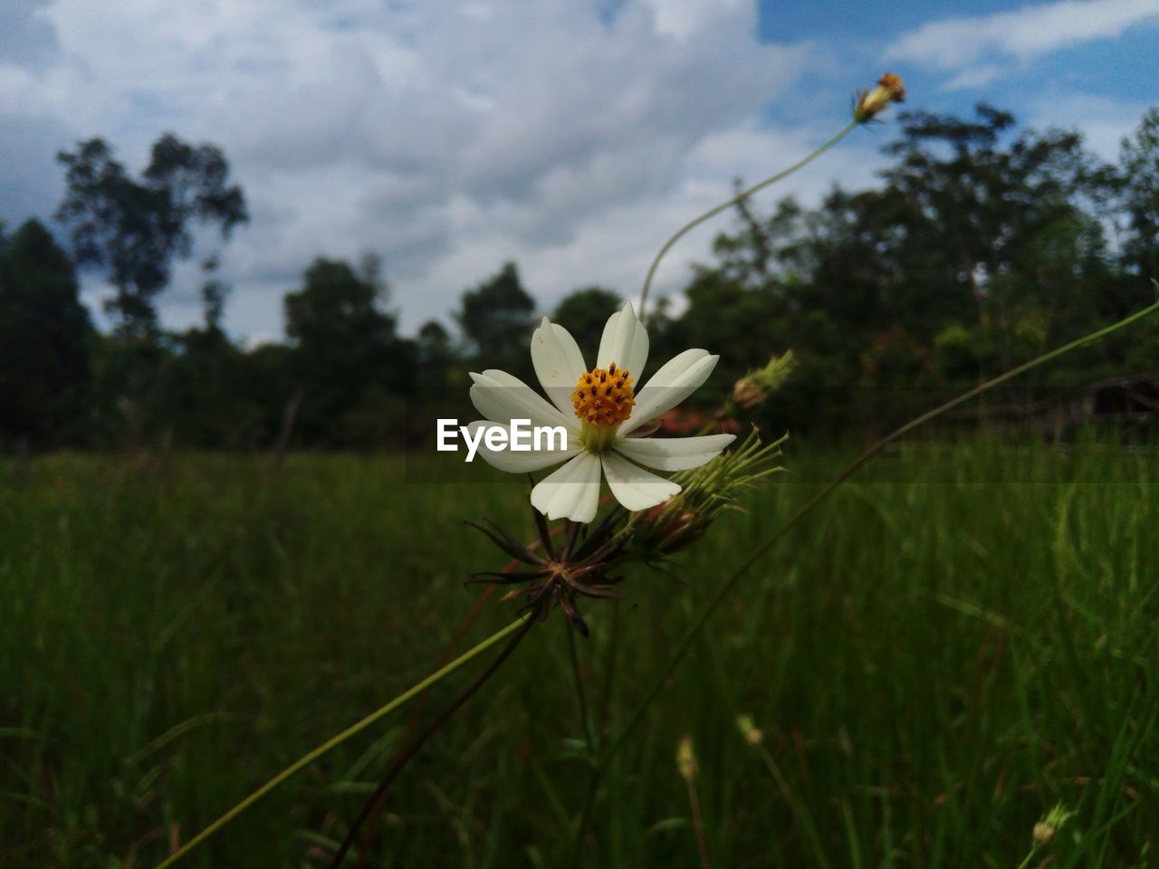 CLOSE-UP OF WHITE FLOWER ON FIELD