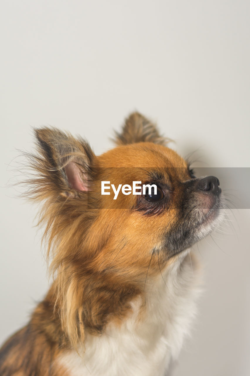 Close-up of dog against white background