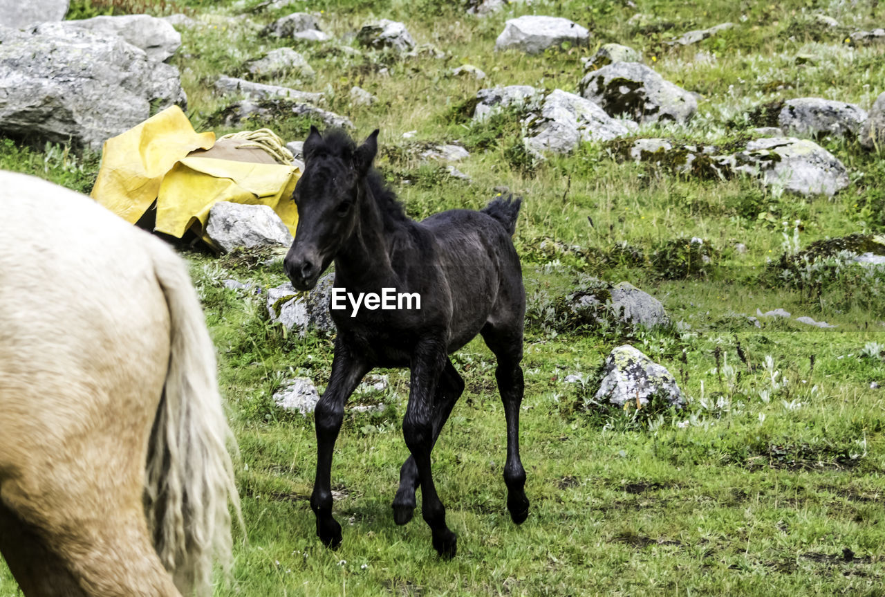 animal, mammal, animal themes, domestic animals, horse, pet, livestock, pasture, group of animals, field, grass, plant, stallion, nature, grazing, mare, two animals, land, day, animal wildlife, herd, mustang horse, no people, green, meadow, outdoors, black, herbivorous, standing, flower