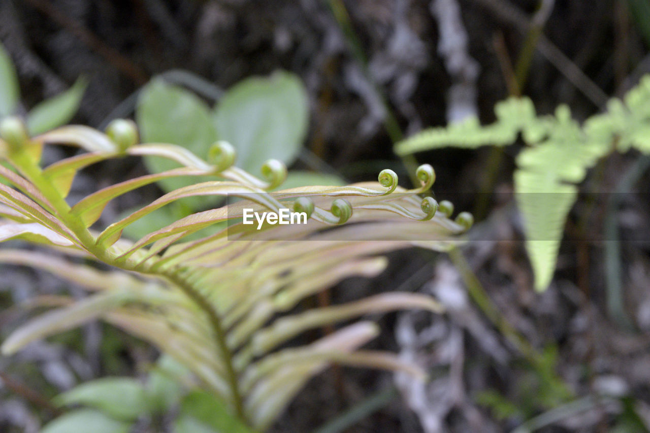 Close-up of leaves