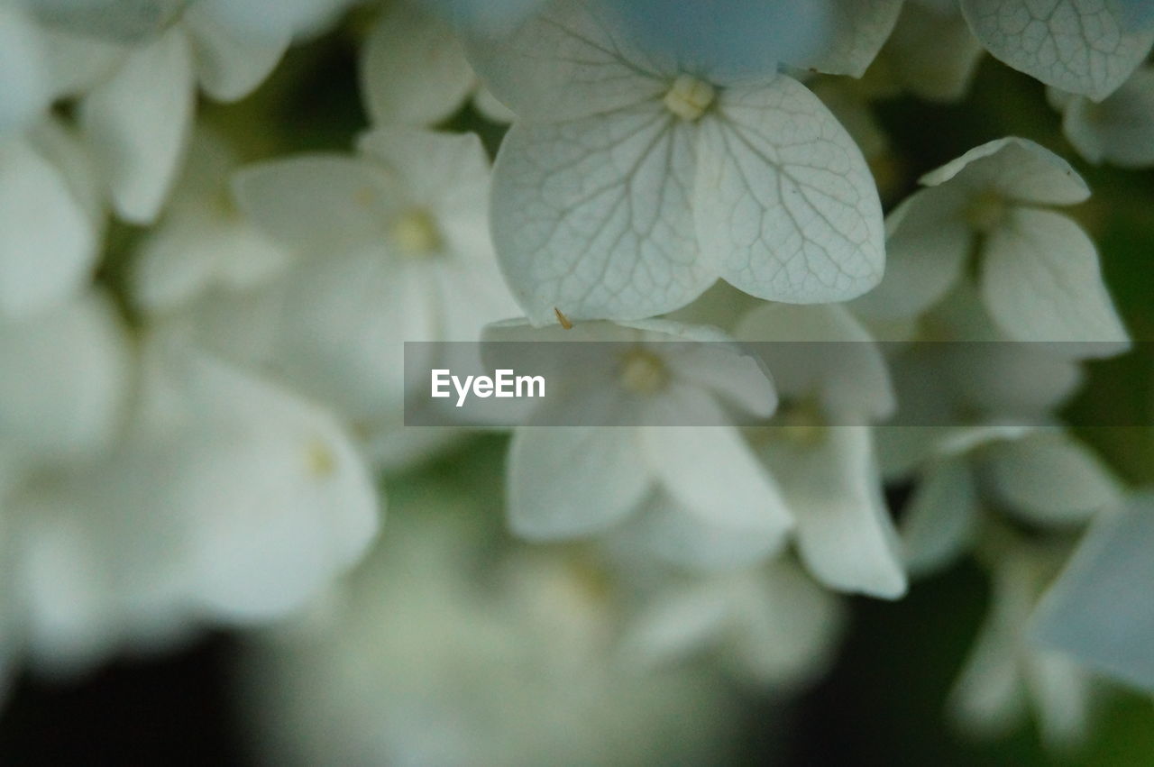 CLOSE-UP OF FLOWERS BLOOMING