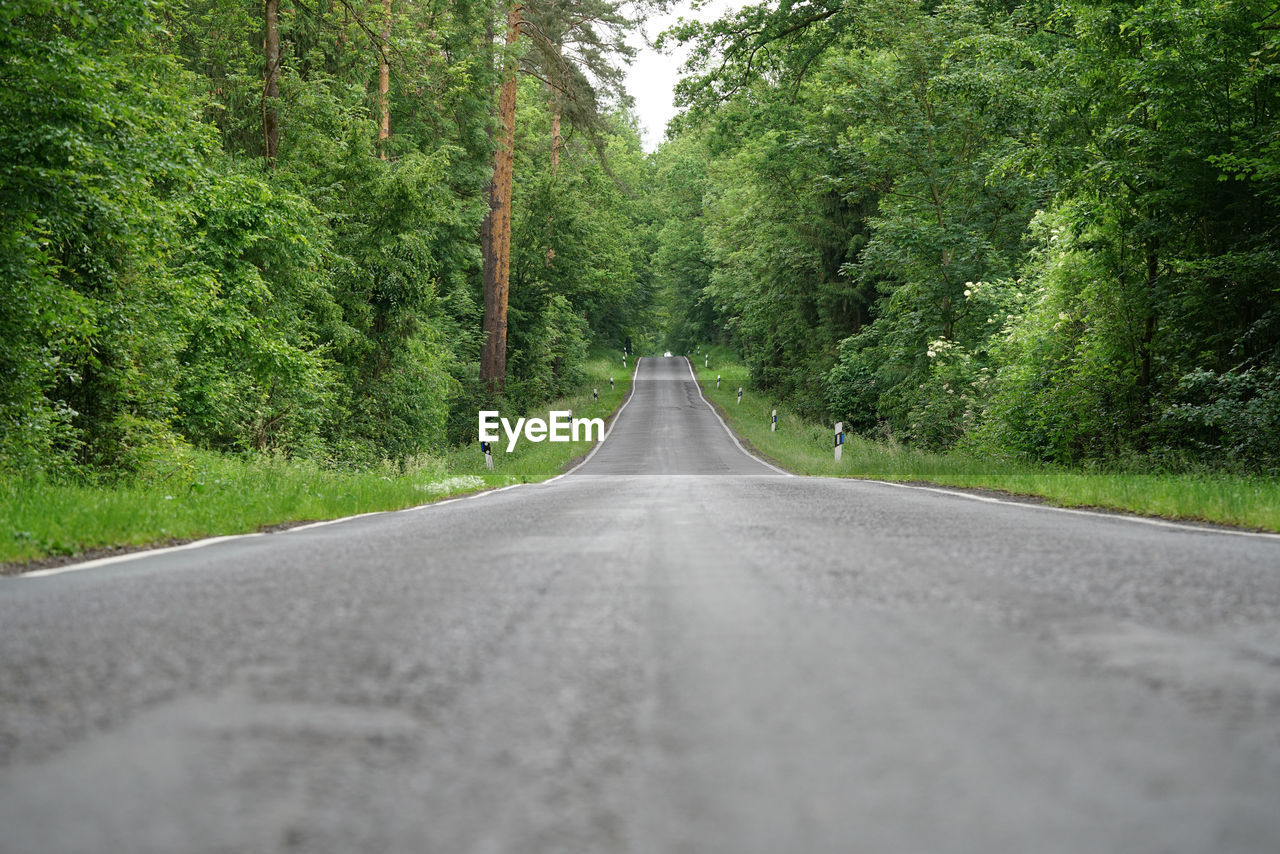 EMPTY ROAD ALONG TREES