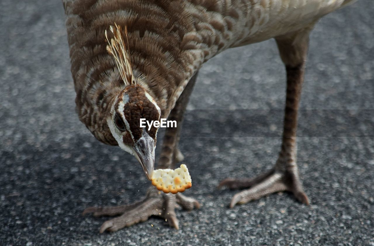 Close-up of bird eating biscuit