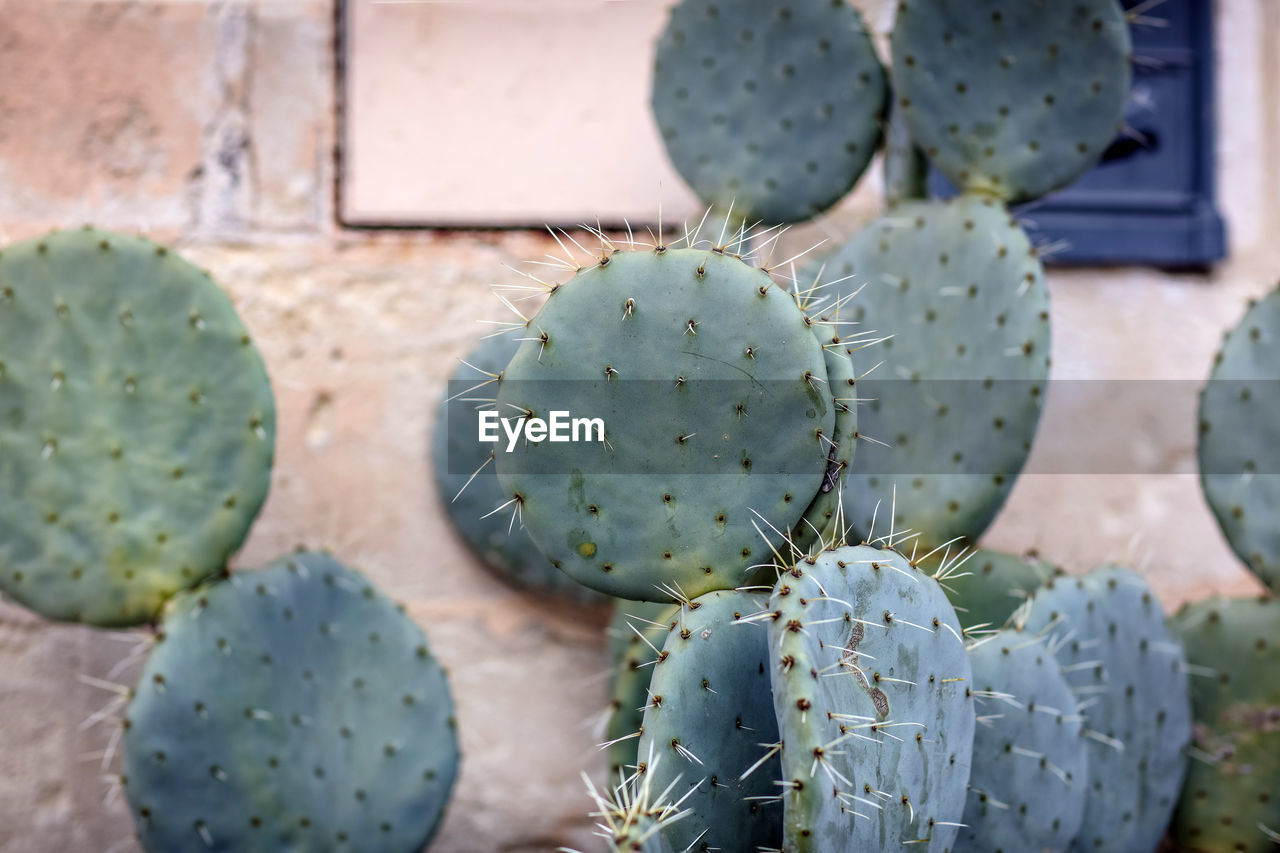 Cactus in old town