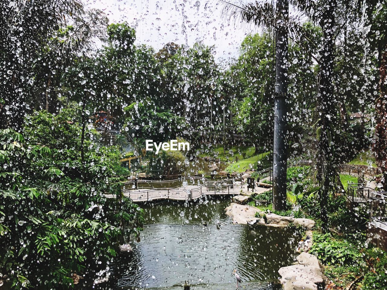 PLANTS GROWING IN LAKE DURING RAINY SEASON