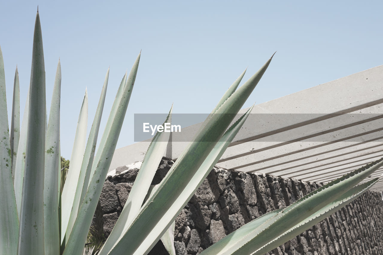 CLOSE-UP OF SUCCULENT PLANT ON FIELD AGAINST SKY