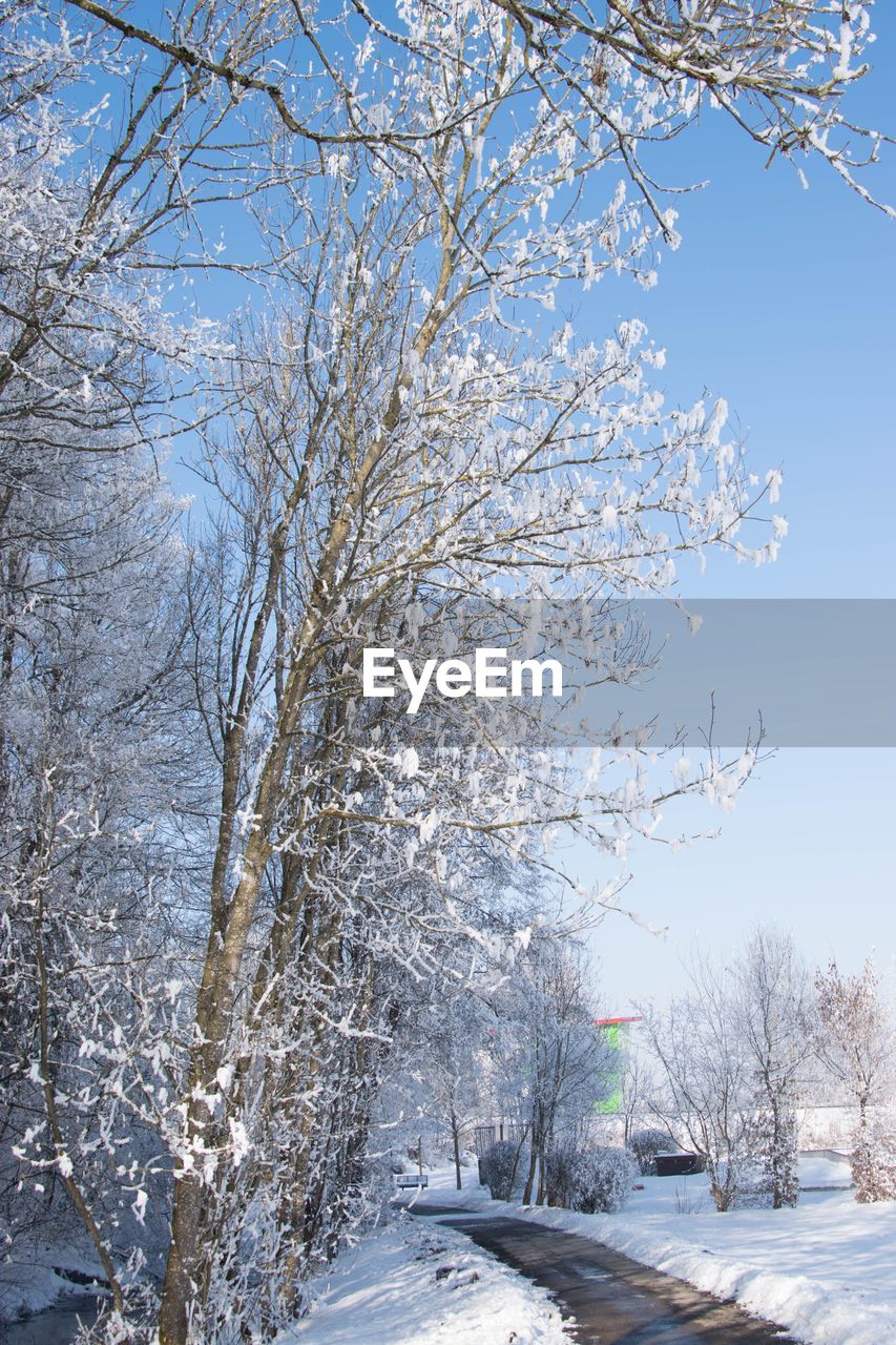 SNOW COVERED TREES AGAINST BLUE SKY