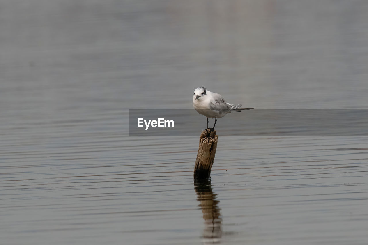 animal themes, animal wildlife, animal, wildlife, bird, one animal, water, lake, waterfront, no people, nature, reflection, day, beak, perching, wing, outdoors, beauty in nature, gull, water bird, seabird, focus on foreground