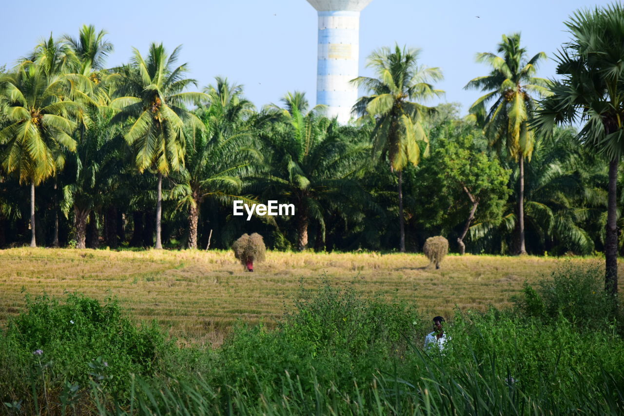 VIEW OF TREES ON LANDSCAPE