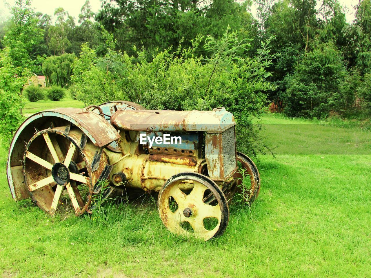 OLD RUSTY WHEEL BY TREE