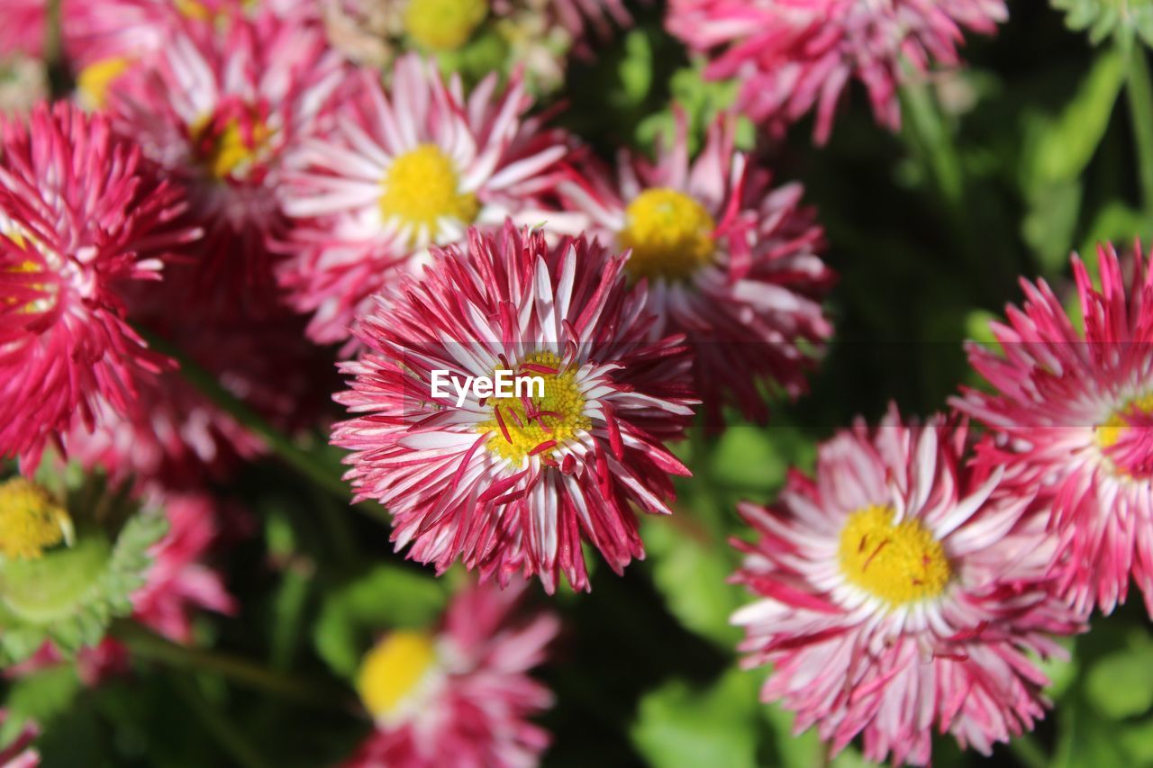 Close-up of pink flowering plants