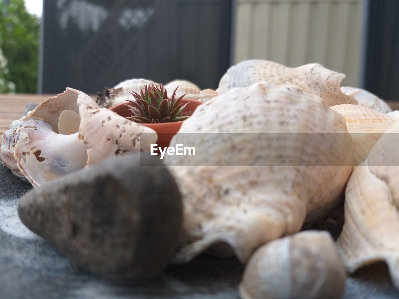 CLOSE-UP OF SEASHELLS IN THE DARK